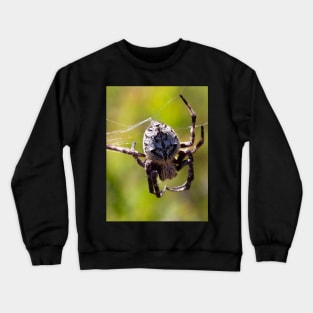 The Orb Weaver Spider hanging out in the Bush! Crewneck Sweatshirt